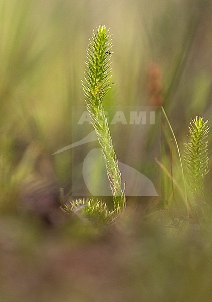 Marsh Clubmoss, Lycopodiella inundata stock-image by Agami/Wil Leurs,