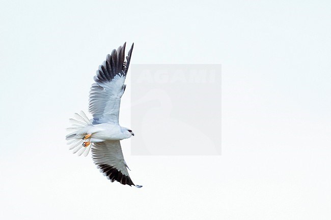 Adult Black-winged Kite (Elanus caeruleus caeruleus) in Spain. Banking away after an unsuccesful hunt. stock-image by Agami/Ralph Martin,