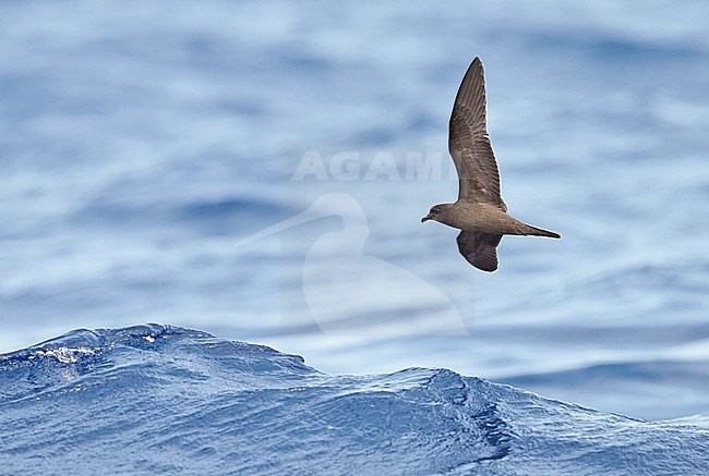 Bulwer's Petrel (Bulweria Bulveria) Madeira Portugal August 2012 stock-image by Agami/Markus Varesvuo,