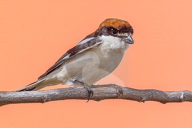 First-summer male Whoodchat Shrike (Lanius senator) perched on a bush in Shams Alam Beach Resort, Marsa Alam, Red Sea coast, Egypt. stock-image by Agami/Vincent Legrand,