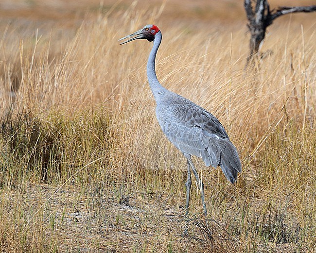 Calling Brolga (Antigone rubicunda) at Karumba in Queensland, Australia. Standing on edge of a swamp. stock-image by Agami/Aurélien Audevard,