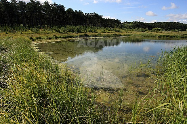 Duinen op Schouwen-Duiveland; Dunes on Schouwen-Duiveland stock-image by Agami/Jacques van der Neut,