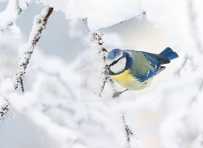 Blue Tit (Cyanistes caeruleus) at Kuusamo Finland during winter. stock-image by Agami/Markus Varesvuo,