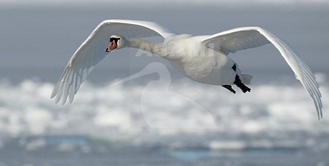 Knobbelzwaan in de vlucht; Mute Swan in flight stock-image by Agami/Markus Varesvuo,