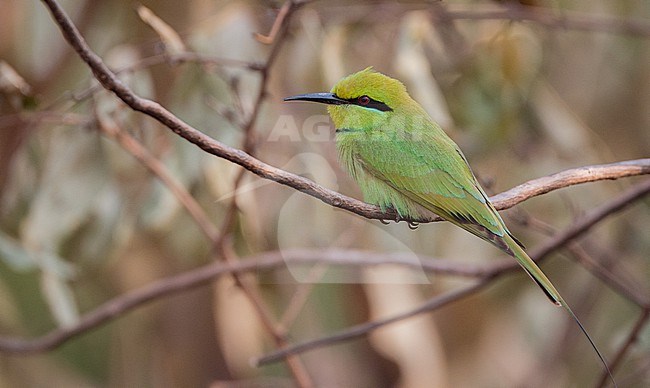 African green bee-eater (Merops viridissimus viridissimus) perched in region of Gambela Peoples, Ethiopia. stock-image by Agami/Ian Davies,