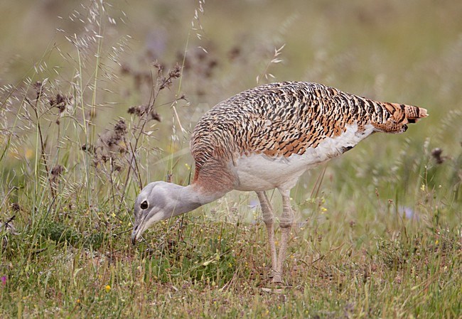 Vrouwtje Grote trap; Female Great Bustard stock-image by Agami/Markus Varesvuo,