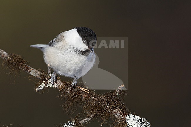 Willow Tit - Weidenmeise - Poecile montanus ssp. borealis, Finland stock-image by Agami/Ralph Martin,