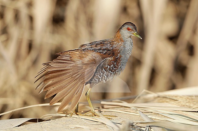 Adult Baillon's Crake (Porzana pusilla) at Sur in Oman. Standing still, stretching its wings. stock-image by Agami/Aurélien Audevard,