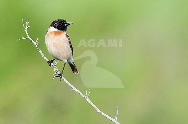 Siberian Stonechat, Aziatische Roodborsttapuit, Saxicola maurus stock-image by Agami/Arend Wassink,