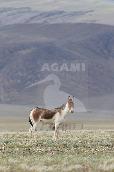 Kiang (Equus kiang) in montane grasslands of Tso Kar, India. The largest of the wild asses. stock-image by Agami/James Eaton,