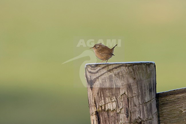Winterkoning op een paal; Winter Wren perched on a pole stock-image by Agami/Arie Ouwerkerk,