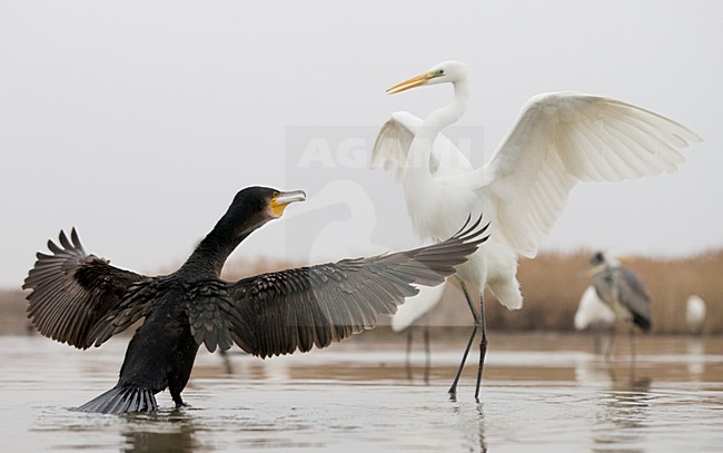 Aalscholver vechtend met Grote Zilverreiger, Great Cormorant fighting with Great Egret stock-image by Agami/Markus Varesvuo,