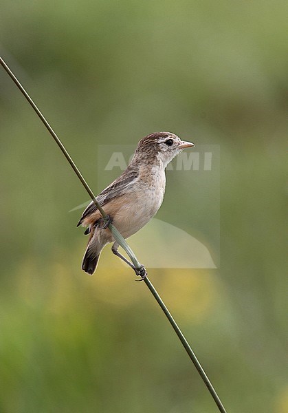 Female Cock-tailed Tyrant (Alectrurus tricolor) perched on a twig. It is threatened by habitat loss - Vulnerable species stock-image by Agami/Andy & Gill Swash ,
