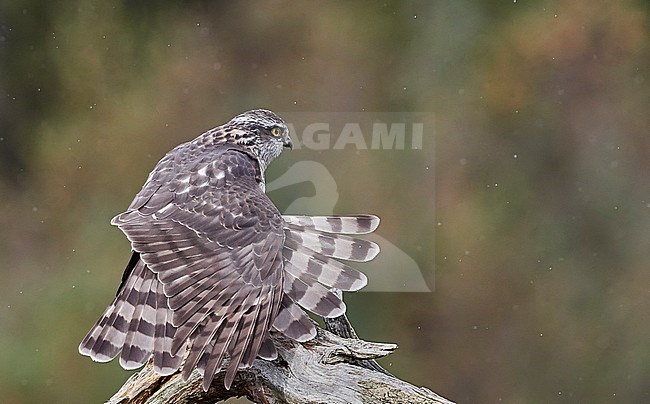 Sparrow Hawk juv. streching (Accipiter nisus) Norway October 2019 stock-image by Agami/Markus Varesvuo,
