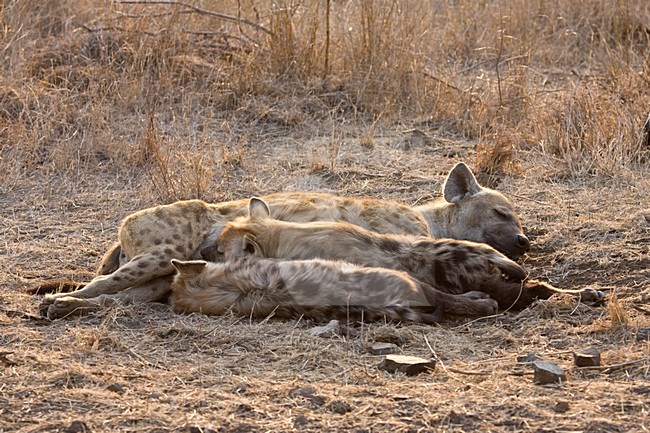 Rustende Gevlekte Hyena\'s; Resting Spotted Hyena\'s stock-image by Agami/Marc Guyt,