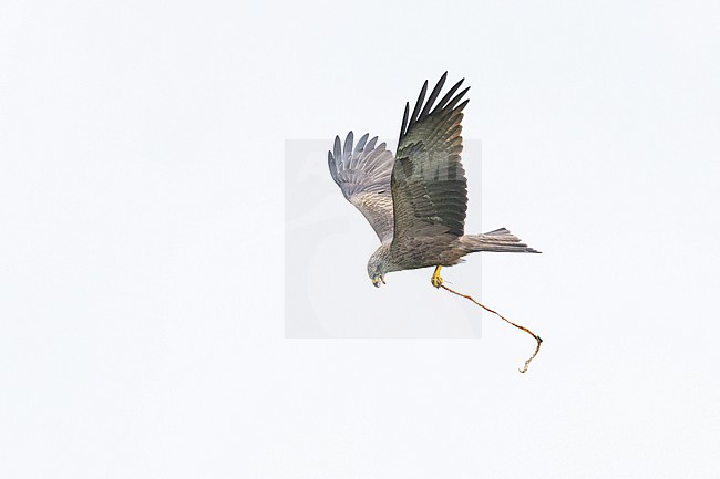 Zwarte Wouw, Black Kite, Milvus migrans- stock-image by Agami/Menno van Duijn,