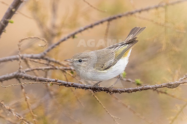 Adult Eastern Bonelli's Warbler (Phylloscopus orientalis) perched on a tamarysks buch in Paralimni, Cyprus. stock-image by Agami/Vincent Legrand,