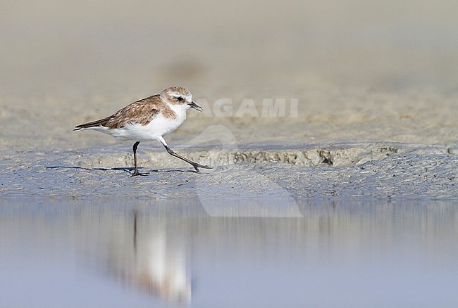 Kentish Plover - Seeregenpfeifer - Charadrius alexandrinus ssp. alexandrinus, Oman, female stock-image by Agami/Ralph Martin,