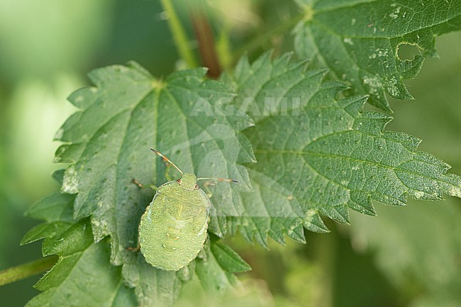 Palomena prasina - Green shield bug - Grüne Stinkwanze, Germany, nymph stock-image by Agami/Ralph Martin,