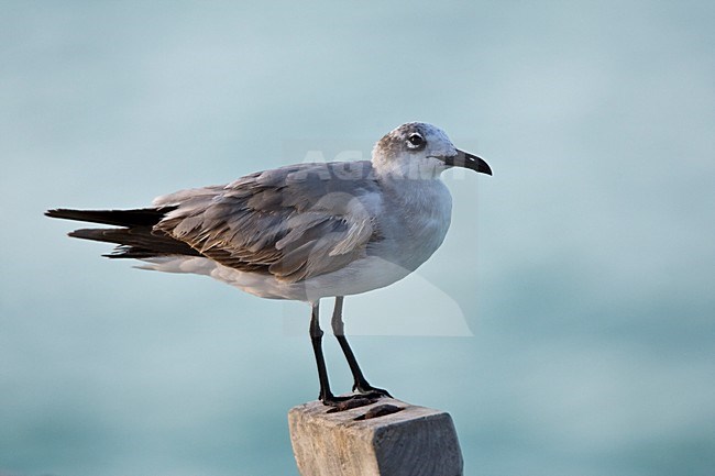 Lachmeeuw subadult op paal Mexico, Laughing Gull subadult at pole Mexico stock-image by Agami/Wil Leurs,