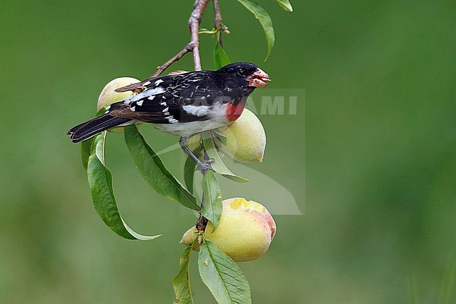 Adult male
Galveston Co., TX
April 2007 stock-image by Agami/Brian E Small,