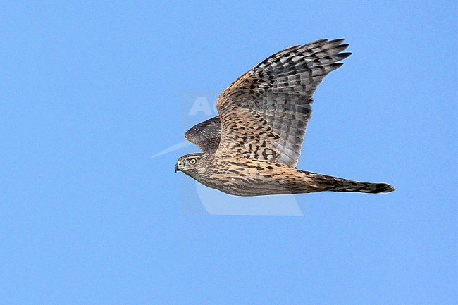 Northern Goshawk (Accipiter gentilis), side view of a juvenile in flight, Campania, Italy stock-image by Agami/Saverio Gatto,