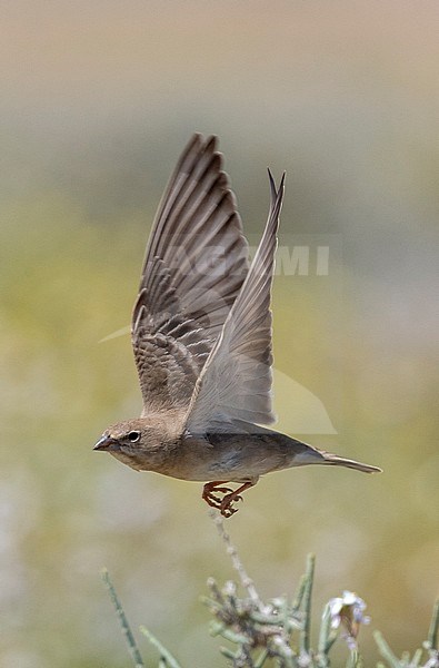 Pale Rock Sparrow (Carpospiza brachydactyla) in flight in the southern Negev desert of Israel. stock-image by Agami/Markku Rantala,