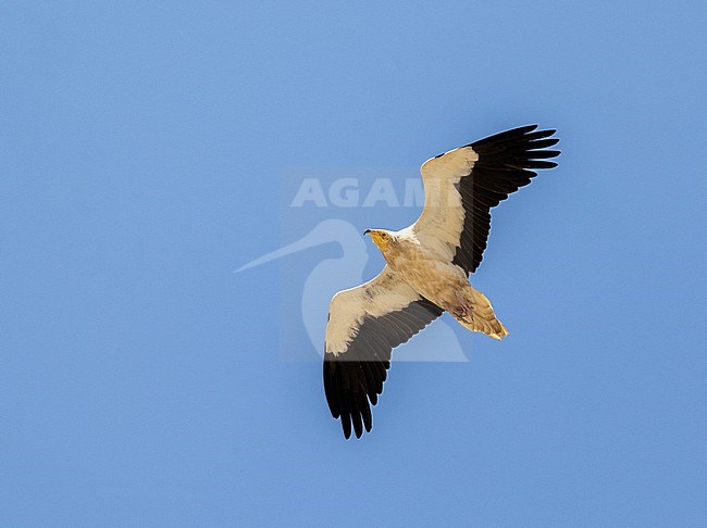 Egyptian Vulture (Neophron percnopterus) adult in flight stock-image by Agami/Roy de Haas,