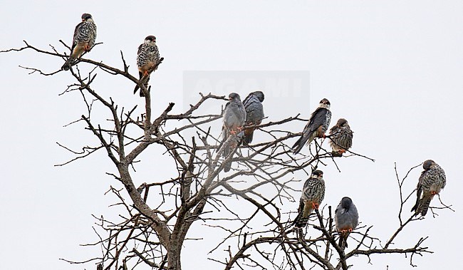Small group of Amur Falcons (Falco amurensis) during winter in South Africa. Resting after foraging on insects over the African savanna. stock-image by Agami/Dani Lopez-Velasco,