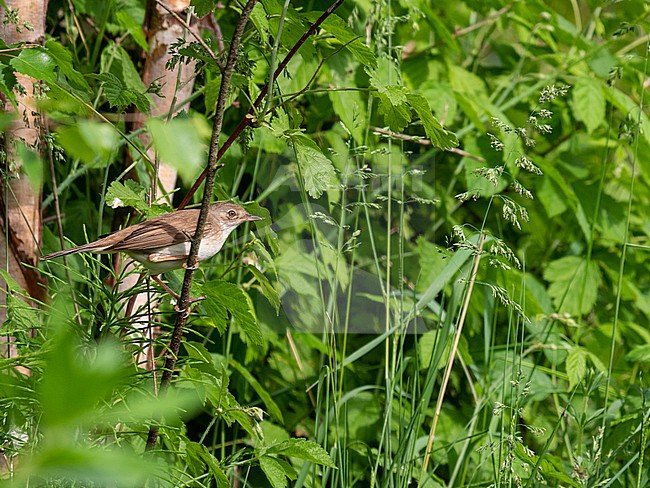  stock-image by Agami/Hans Germeraad,