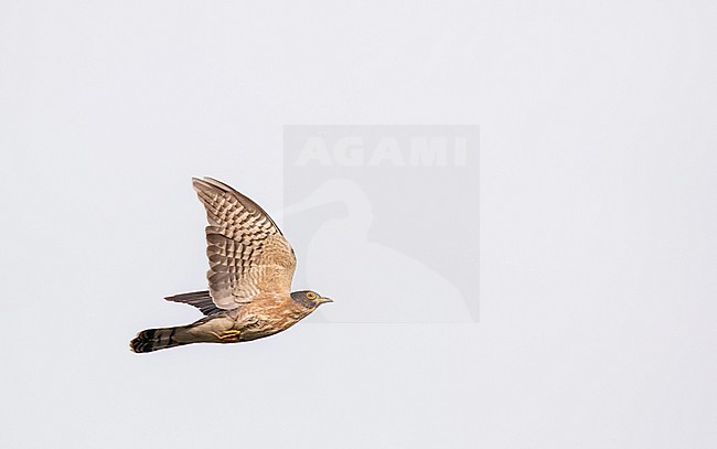 Hodgson's Hawk-Cuckoo (Hierococcyx nisicolor) in Vietnam. Also known as the whistling hawk-cuckoo. stock-image by Agami/Pete Morris,
