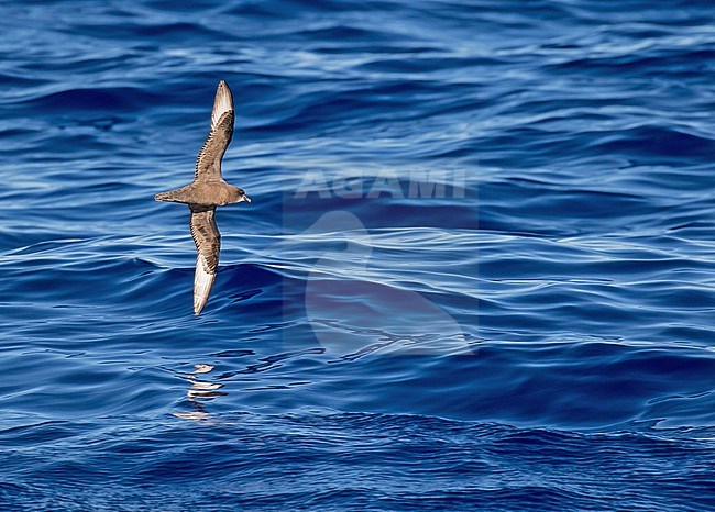 Murphy's Petrel (Pterodroma ultima). Photographed during a Pitcairn Henderson and The Tuamotus expedition cruise. stock-image by Agami/Pete Morris,