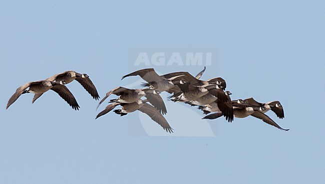 Groepje Canadese Ganzen in vlucht, Group Canada Geese in flight stock-image by Agami/Markus Varesvuo,