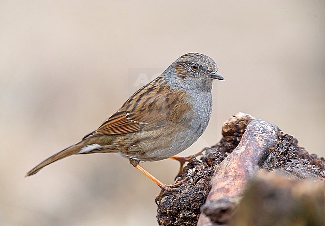 Dunnock, Heggenmus stock-image by Agami/Alain Ghignone,