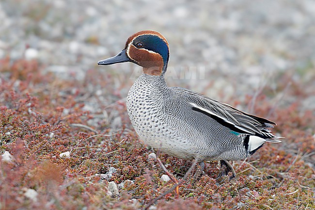 Eurasian Teal (Anas crecca), side view of an adult male standing on the ground, Finnmark, Norway stock-image by Agami/Saverio Gatto,
