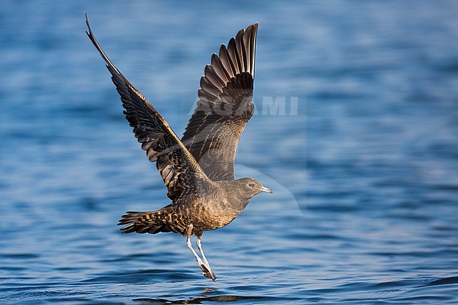First-winter Arctic Skua (Stercorarius parasiticus) on an inlake lake in Germany (Baden-Württemberg). Taking off from the water surface. stock-image by Agami/Ralph Martin,