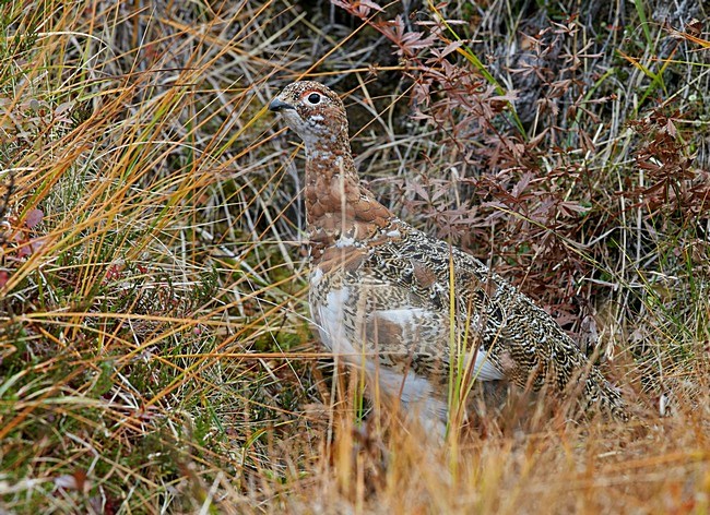 Vrouwtje Moerassneeuwhoen in zomerkleed; Female Willow Ptarmigan in summer plumage stock-image by Agami/Markus Varesvuo,