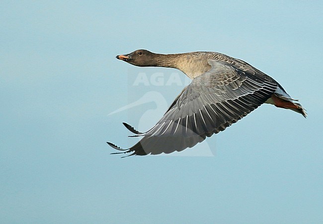 Tundra Bean Goose (Anser serrirostris), adult with much orange on the bill, in flight and seen from the side showing upperwing. stock-image by Agami/Fred Visscher,