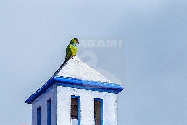 Nanday Parakeet perched on a roof in Tenerife. January 2016. stock-image by Agami/Vincent Legrand,