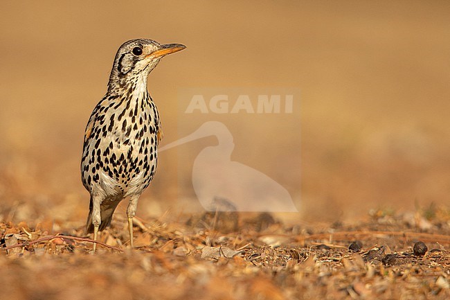 Groundscraper Thrush (Turdus litsitsirupa litsitsirupa) at Johannesburg, South Africa. stock-image by Agami/Tom Friedel,