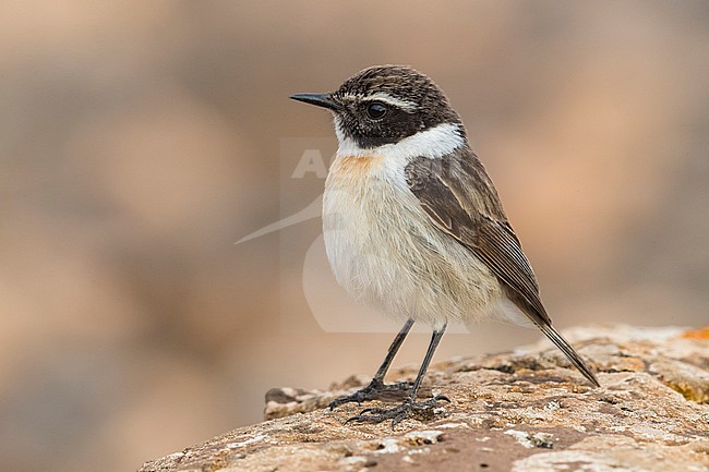 Canary Islands Chat; Saxicola dacotiae stock-image by Agami/Daniele Occhiato,