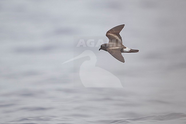Grant's Storm-Petrel (Hydrobates castro ‘granti’) flying over Bank de la Fortune, off Graciosa, Azores. stock-image by Agami/Vincent Legrand,