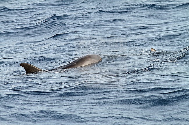 Pygmy Killer Whale (Feresa attenuata) a poorly known and rarely seen oceanic dolphin. stock-image by Agami/Pete Morris,