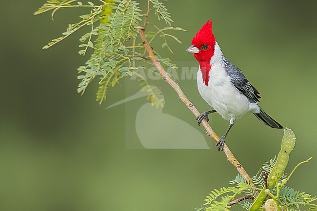 Red-crested Cardinal (Paroaria coronata) Perched on a branch in Argentina stock-image by Agami/Dubi Shapiro,