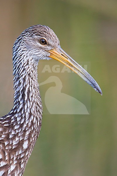 Limpkin (Aramus guarauna) stock-image by Agami/Dubi Shapiro,