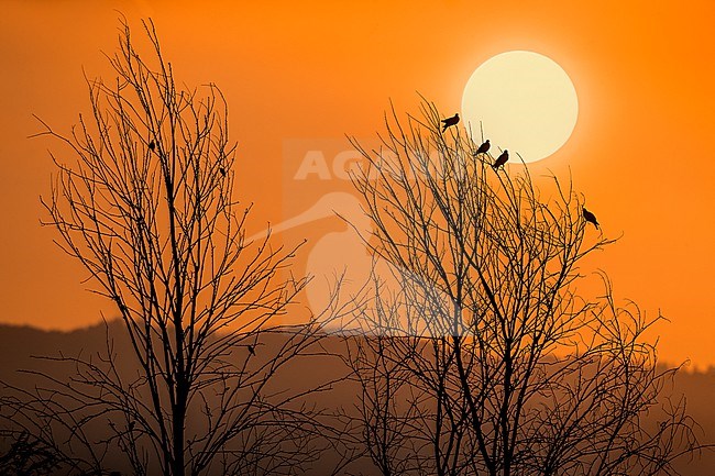 Common Wood Pigeon, Columba palumbus, in Italy. Several pigeons perched in top of a tree against the rising sun. stock-image by Agami/Daniele Occhiato,