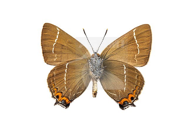 White-letter Hairstreak, Iepenpage, Satyrium w-album stock-image by Agami/Wil Leurs,