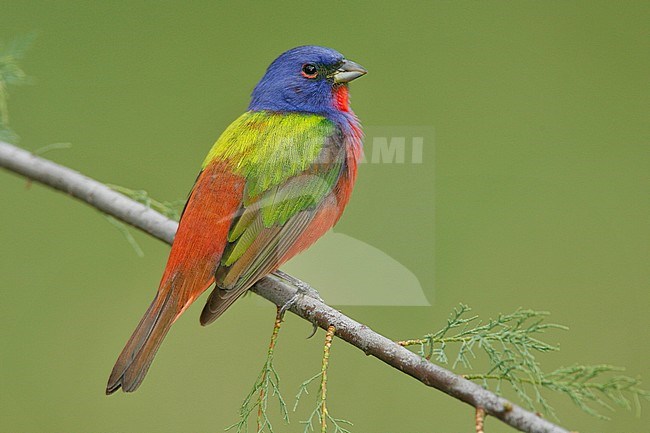 Adult male breeding
Galveston Co., TX
April 2006 stock-image by Agami/Brian E Small,