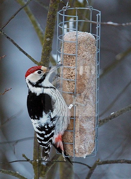 Witrugspecht mannetje tegen voersilo; White-backed Woodpecker male perched at feeder stock-image by Agami/Markus Varesvuo,