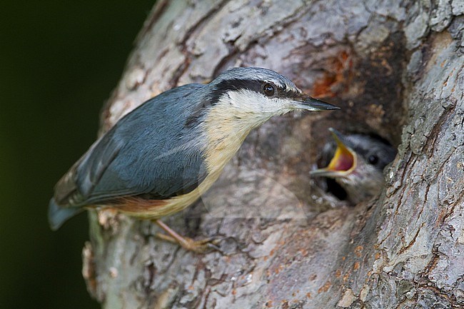 European Nuthatch - Kleiber - Sitta europaea ssp. caesia, Germany, adult feeding a chick. stock-image by Agami/Ralph Martin,